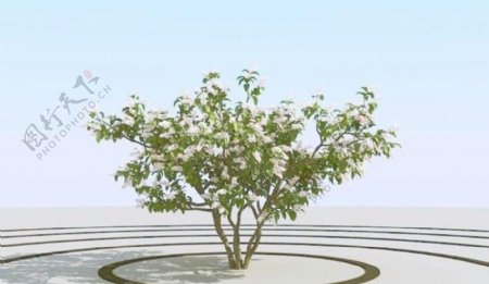 高精细丁香花树模型syringa04
