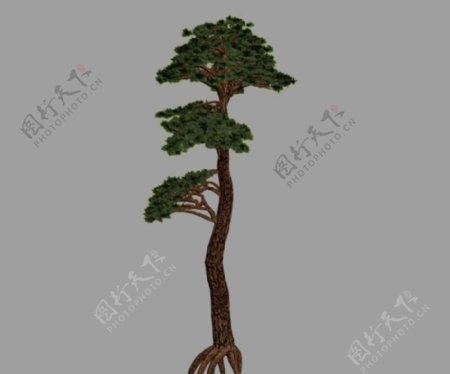 松树pine05