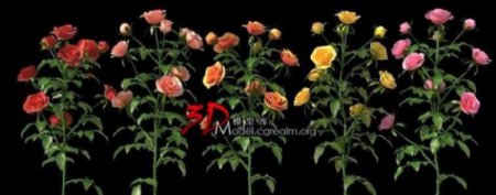 多株颜色的玫瑰花rose01含高低模两种版本