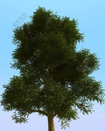 高精细榆树模型elmtree08