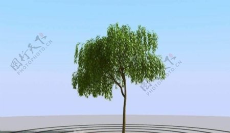 高精细杨柳树模型willow01