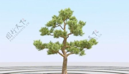 高精细杨松树bonsaipine08