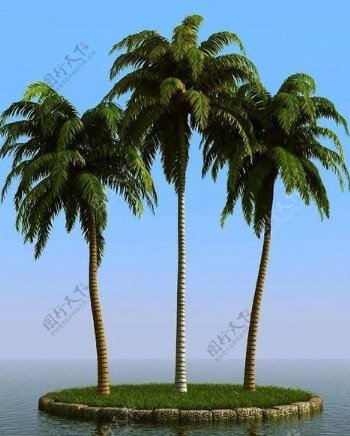 高精细椰子树coconutpalm03