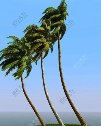被风吹后的椰子树coconutpalm062wind