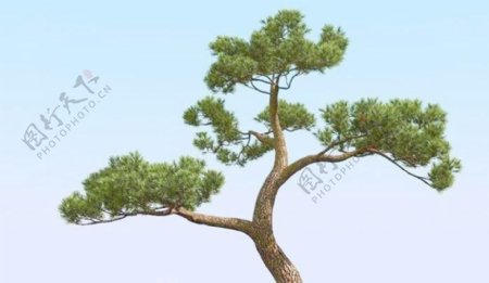 高精细松树日本松树模型japanpine04