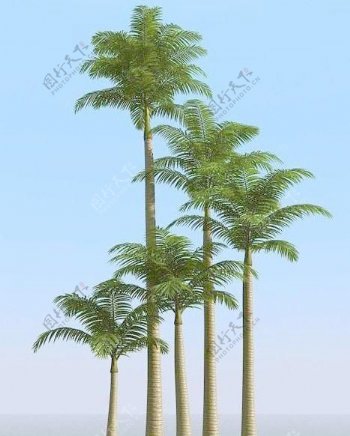 高精细亚历山大椰子树alexanderpalm01