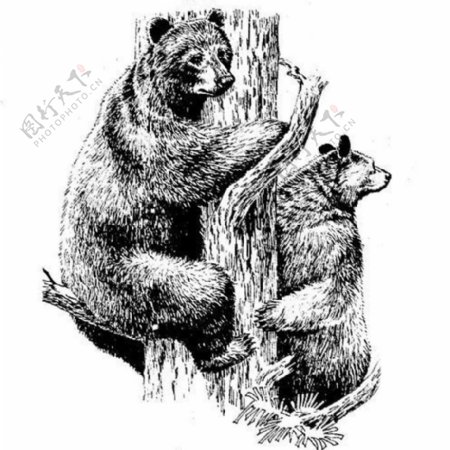位图动物熊狸色彩艺术效果免费素材