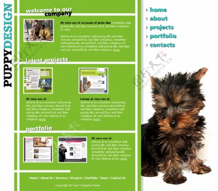 puppy设计公司网页模板
