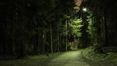 高清夜间树林风景图