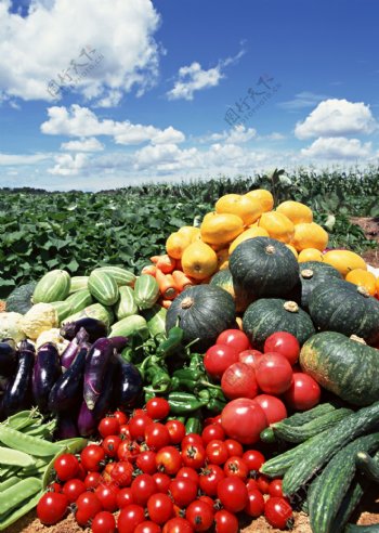 田间的蔬菜图片
