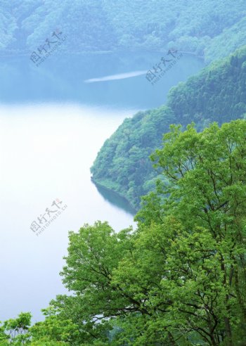 高山树林河水图片