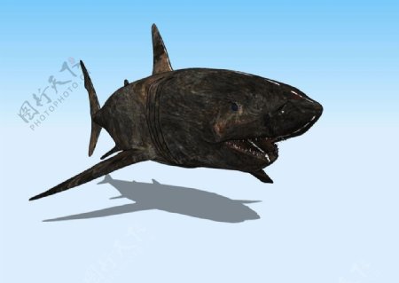 老鲨鱼3D模型