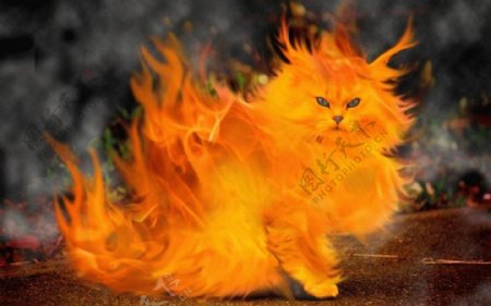 火焰猫