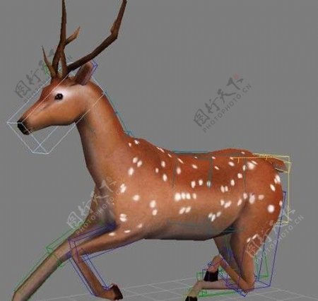 鹿动画模型