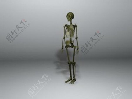 人体骨骼模型设计