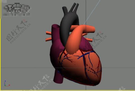 心脏的模型