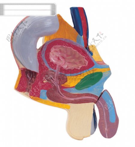 人体器官人体器官图片高清图片素材