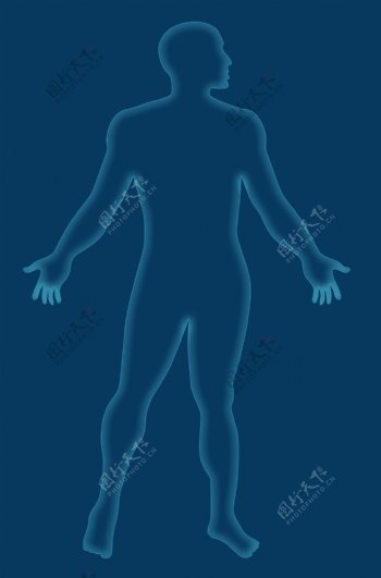 男性人体解剖学纲要蓝