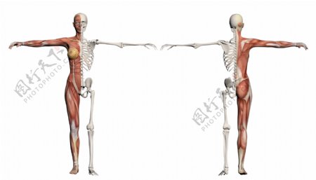 一个女性人体肌肉和骨骼