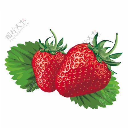 新鲜草莓矢量图下载