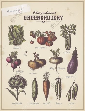 古典蔬菜手绘图