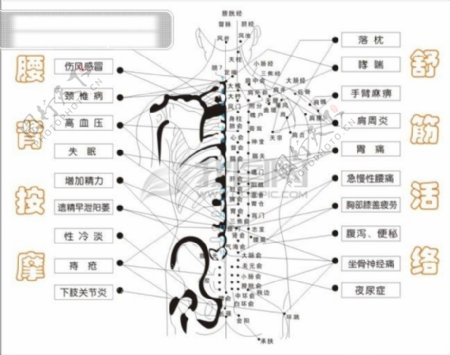 人体图人体结构图体体穴位图人体解剖图CDR