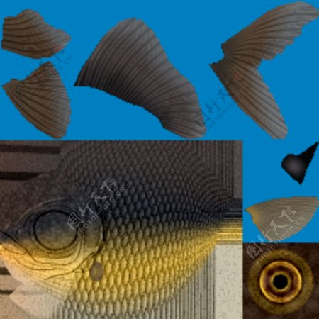 3D金鱼模型