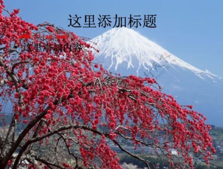 高清富士山樱花