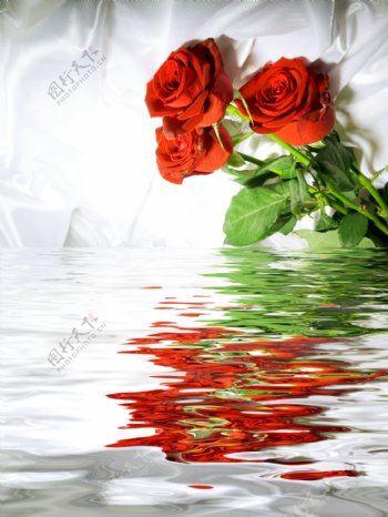 水边玫瑰高清