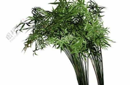 生态竹子图片