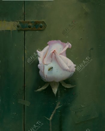 粉白玫瑰油画图片