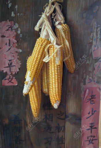 静物画玉米图片