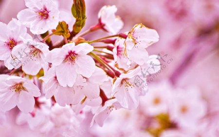 位图植物图案写实花卉樱花小桃花免费素材