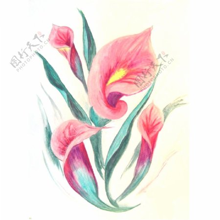 位图植物写意花卉花朵马蹄莲免费素材