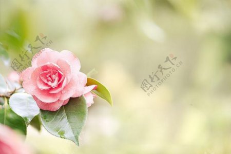 位图植物花朵写实花卉山茶花免费素材