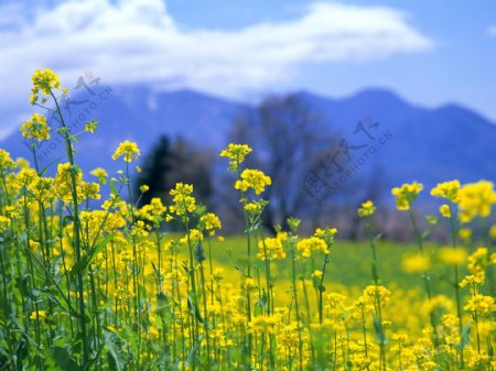 油菜花高清图片