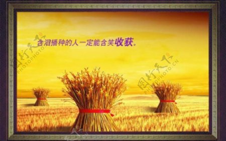 金色天空麦穗收获图片