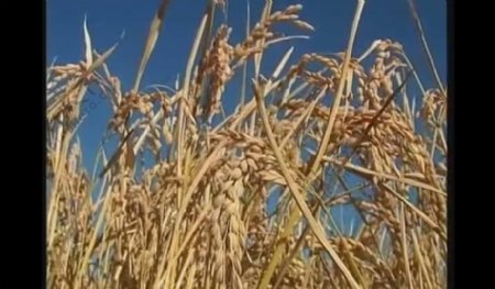 水稻稻穗成熟视频素材图片