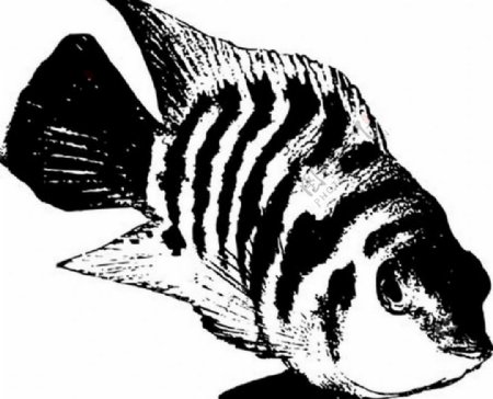 鱼的水墨画图片