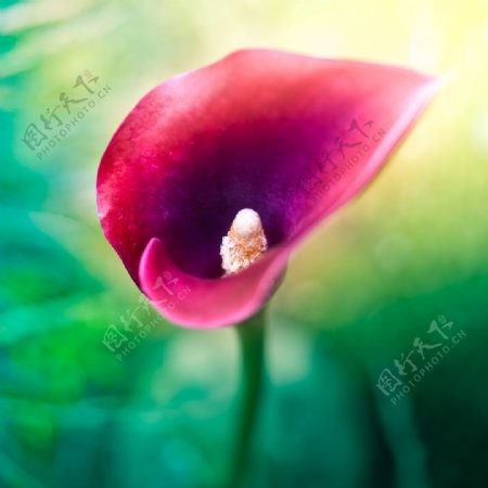 位图写实花卉植物花朵马蹄莲免费素材