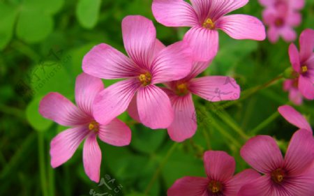 位图写实花卉植物花朵长春花免费素材