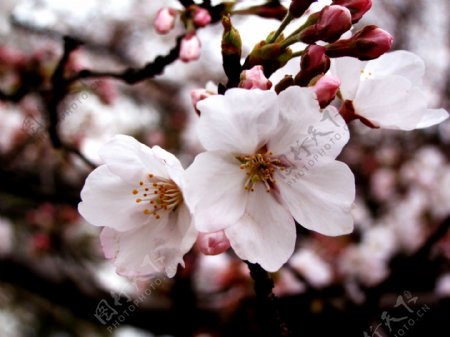 樱花高清图片