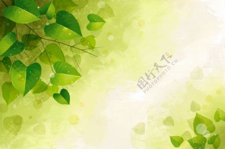 春夏季节清凉树叶背景图片