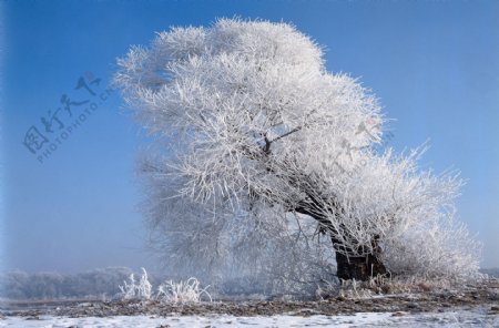 冬天雪景