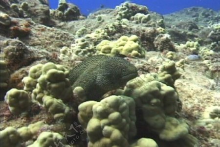 海底生物视频素材模板下载