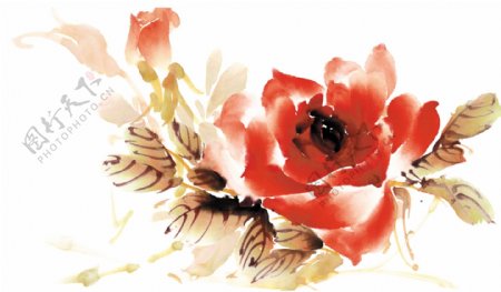 可爱的水彩玫瑰花矢量图形