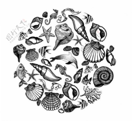 贝壳图标图片