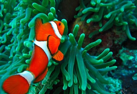 热带海洋珊瑚小丑鱼图片