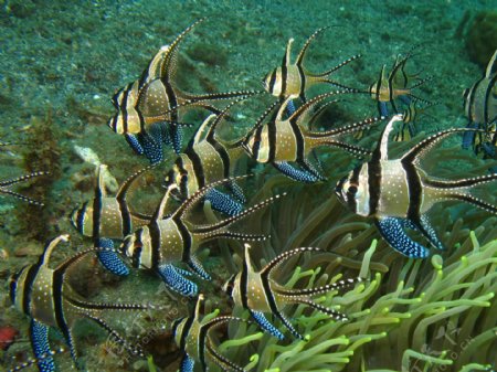 海洋生物图片