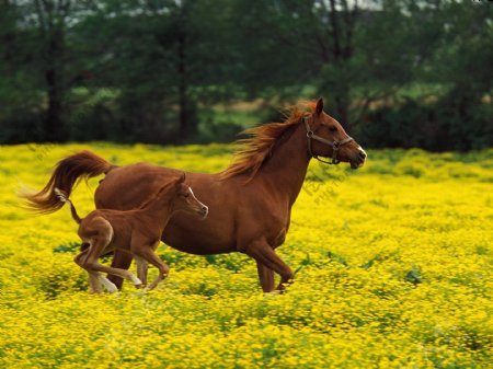 花丛中的马